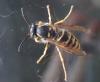 Dolichovespula saxonica